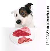 dog and meat dog and meat
