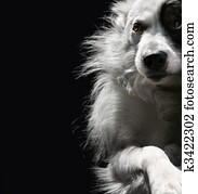 dog dog