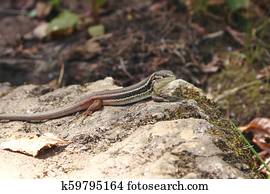 Iberian Wall Lizard, or Podarcis hispanica, resting on rock and looking at camera. Found in Paiva Walkways, Portugal