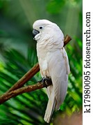 Moluccan Cockatoo