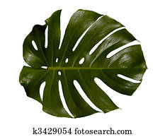 Palm Leaf