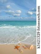 sea shells starfish tropical sand turquoise caribbean sea shells starfish tropical sand turquoise caribbean