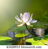 water lily