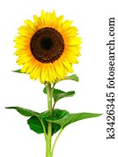 Yellow sunflower isolated on white background Yellow sunflower isolated on white background