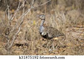 A red crested korhaan walking camouflaged among dry grasses