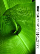 Banana Leaf Curl