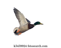 Duck in flight Duck in flight