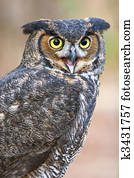 Great Horned Owl