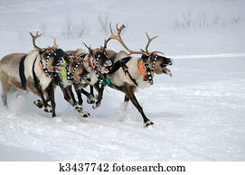Reindeer race Reindeer race