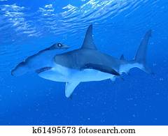 a, כריש של האמארהאיד