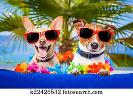 couple of dogs couple of dogs