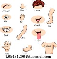Human body parts collection set Human body parts collection set