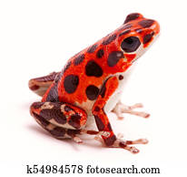 Poison dart or arrow frog