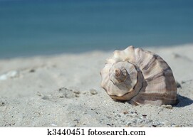 Seashell on the beach Seashell on the beach