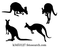 Kangaroo Kangaroo