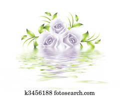 Rose Rose