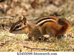 Striped Chipmunk 
