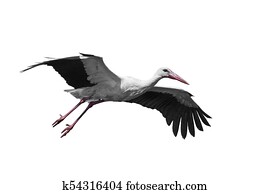 White stork (Ciconia ciconia)