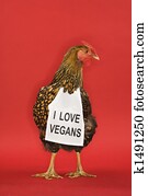 Chicken wearing funny vegan sign. Chicken wearing funny vegan sign.
