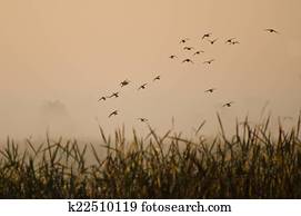 começo matutino, vôo, de, patos, acima, nebuloso, pântano