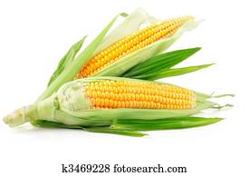 fresh corn fruits with green leaves