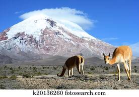 Vicugna. stratovolcano Chimborazo, Cordillera Occidental, Andes,