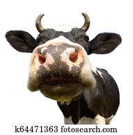 cow cow