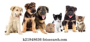 filhotes cachorro, olha