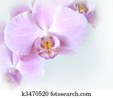 Orchids soft corner design Orchids soft corner design