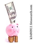 Pig on money