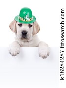 St Patricks Day St Patricks Day