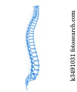 3d spine 3d spine