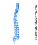 3d spine 3d spine