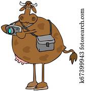 Bovine photographer Bovine photographer