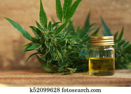 cannabis oil and hemp cannabis oil and hemp