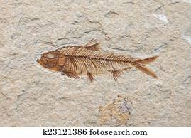 fossil fish