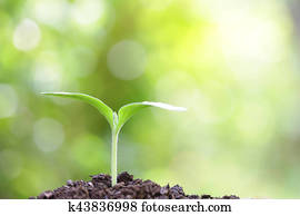 Growing sprout Growing sprout
