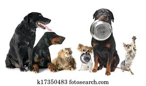 hungry pets hungry pets