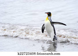 King Penguin (Aptenodytes patagonicus)