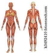 חזית, ו, השקפה אחורית, של, נקבה, שרירי, אנטומיה, מאוד, חינוכי