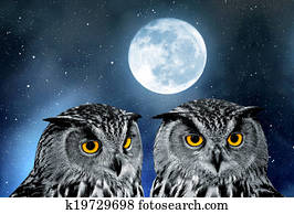 Eagle Owl Eagle Owl