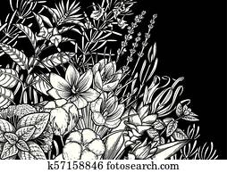 Graphic herbs and spices Graphic herbs and spices
