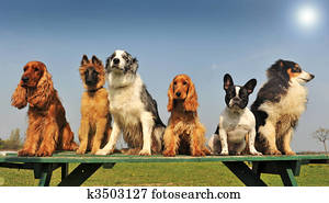 little dogs little dogs