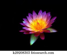 Lotus flower isolated Lotus flower isolated