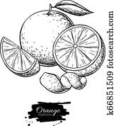 Orange vector drawing. Summer fruit engraved illustration. Isolated hand drawn Orange vector drawing. Summer fruit engraved illustration. Isolated hand drawn