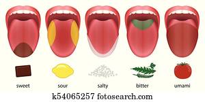 Tongue Taste Areas Sweet Sour Salty Bitter Umami Tongue Taste Areas Sweet Sour Salty Bitter Umami