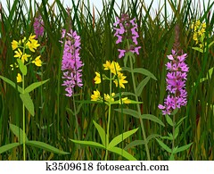 Wet meadow flowers Wet meadow flowers