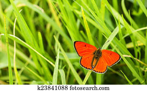 Bronze Copper Butterfly Stock Photography K10437875 Fotosearch Images, Photos, Reviews