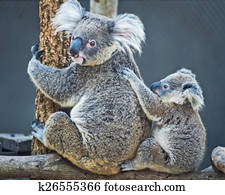 Koala bear Koala bear