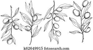 Detailed botanical drawing of olive tree branch with leaves and black